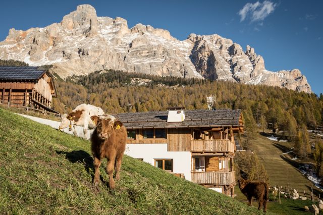 Appartmenti chalet Bandiarac in Alta Badia Immagine:Appartmenti chalet Bandiarac in Alta Badia